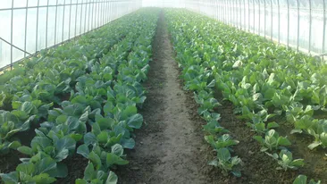 Planul secret al chinezilor: vor sa planteze legume pe Marte. Urmeaza si o piata de desfacere acolo?