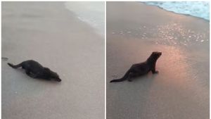 Animalul care a făcut senzație pe plajă, la Eforie Nord. Oamenii s-au speriat la început