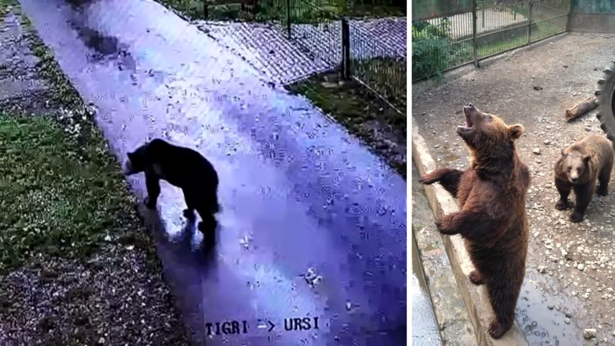 Grădina Zoo din Târgu Mureș nu își poate stăpâni urșii. Animalele au atacat din nou, la ceas de seară