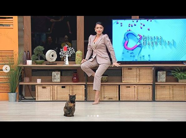 Ce vârstă are pisica ta în ani omenești. Calculul e foarte simplu! Vezi ce vedete preferă micuțele feline și cine a ales să își ia câine