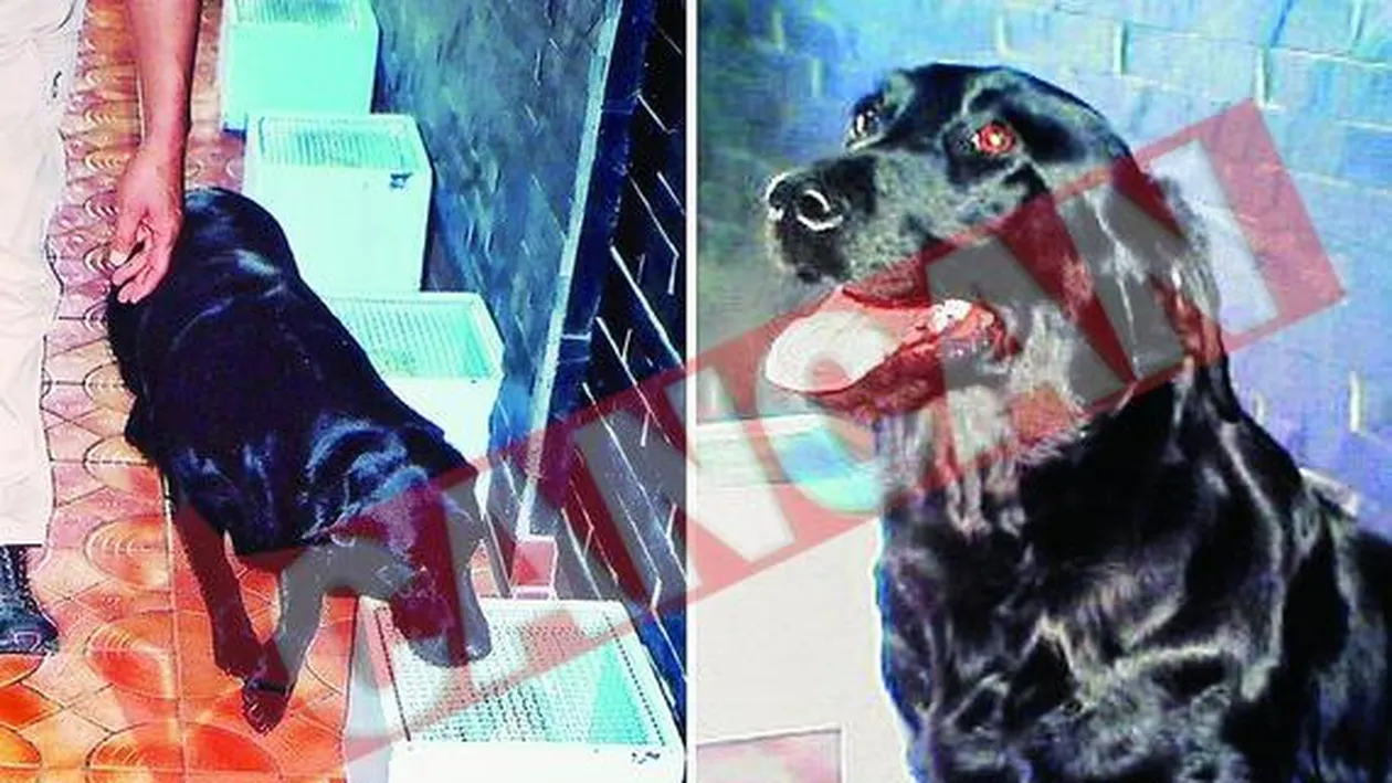 Cainele care depisteaza cancerul, clonat