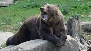 Un bărbat din Harghita s-a luptat cu ursul ca să-și salveze fiul de 8 ani