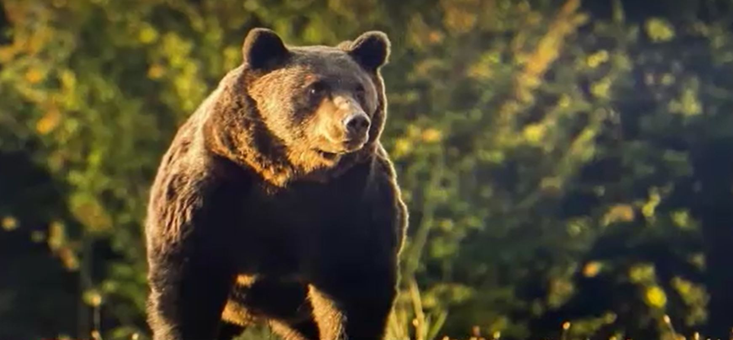 Noi informații în cazul uciderii ursului Arthur. Blana animalului, identificată într-o tăbăcărie din Târgu Secuiesc