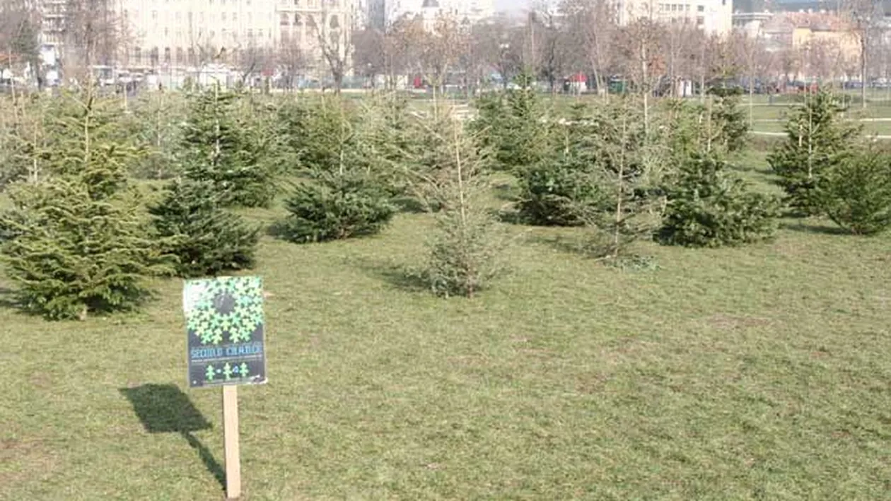 Au plantat brazii de Craciun in parc