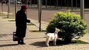 Un bărbat din Iași a avut parte de o întâlnire-surpriză în timpul stării de urgență: ”Uite o nebună care și-a luat...”
