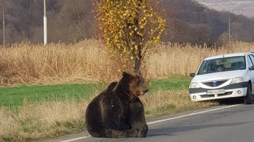 Ursul care a fost lăsat să agonizeze aproape o zi pe drum, în Harghita, a fost împușcat de vânători