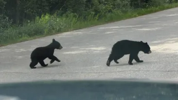 Tragedie în judeţul Harghita. Doi pui de urs au fost loviți mortal de un tren