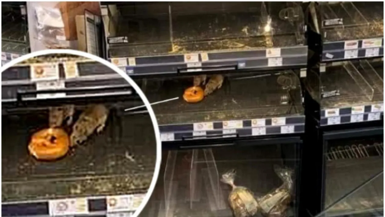 Reprezentanții Mega Image, reacție la imaginea cu șobolanii umblând pe rafturile magazinului din Sectorul 1