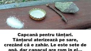 Bancul de weekend | Capcană pentru țânțari