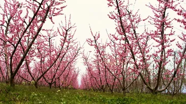 Splendoare roz în Grecia! Mii de turiști vin să vadă cu ochii lor piersicii înfloriți