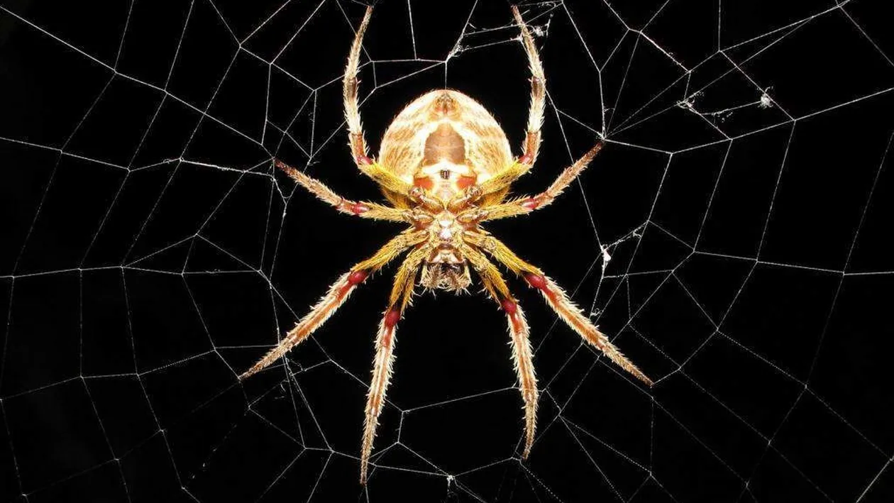 Ce înseamnă când visezi păianjeni