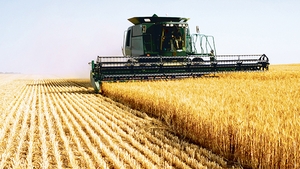 O veste buna despre agricultura romaneasca! Productii de grau si secara, mai mari decat in 2013 si un nou record la rapita