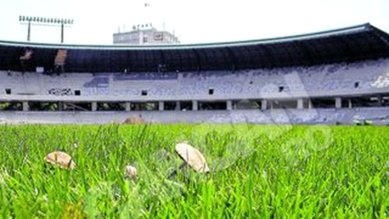 Cluj Arena a devenit ciupercarie!