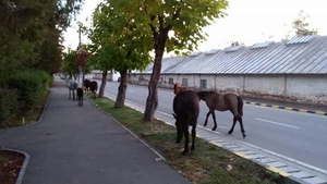 O vacă a mâncat scena Naşterii Domnului, amplasată pentru Crăciun de Primăria municipiului Moreni