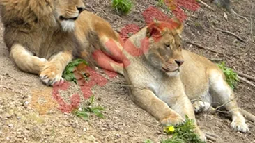 VIDEO Un copil, atacat de un leu de la Gradina Zoologica din Brasov! Baietelul a ramas fara o ureche