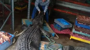 O placă metalică ortopedică, descoperită în stomacul unui crocodil mort