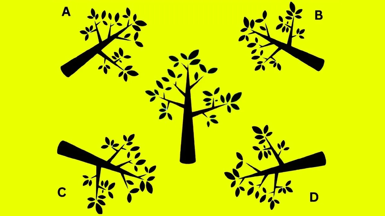 Test de inteligență | Care este umbra corectă a copacului din imagine?