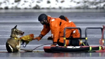 Emoţionant! Încercarea dramatică de a salva o caprioară de pe un lac îngheţat s-a terminat tragic! Află ce a păţit animalul!