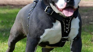 Razbunarea crunta a unui pitbull! L-a muscat de picior pe pustiul de 13 ani care il lovise in trecut!
