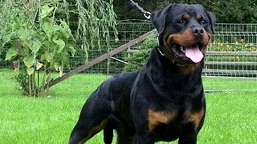 VIDEO Atac aproape fatal al unui rottweiler asupra unei fetite!