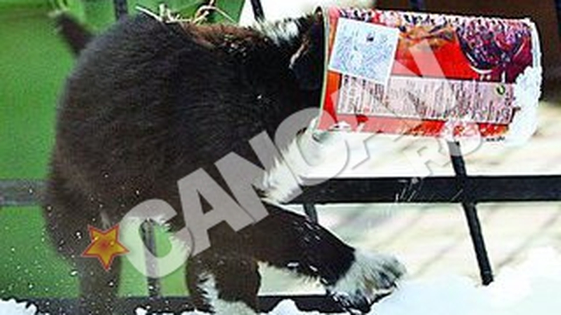 Catel la conserva, noua specialitate romaneasca