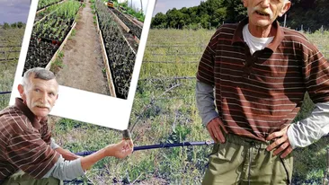 Are cea mai mare plantație de goji din România!