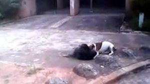 VIDEO SOCANT Uite cum musca dintr-un maidanez! Un pitbul a fost impuscat dupa ce a atacat mai multi oameni!