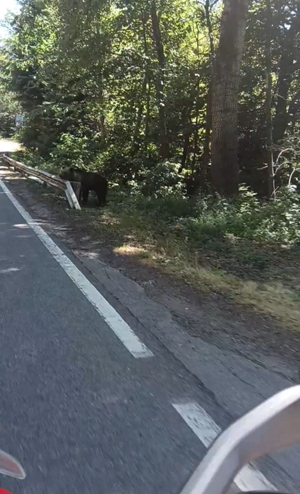 EL este italianul de 48 de ani ucis de urs, pe Transfăgărășan. IREAL ce a putut să facă înainte de atacul fatal