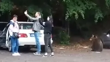 Ursul care a rănit o turistă la lacul Sfânta Ana ar putea fi împușcat de autorități! Femeia a vrut să-și facă selfie cu animalul