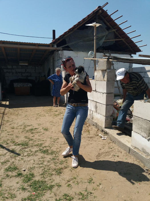 Câinii prinși în Calafat sunt găzduiți de o asociație, în lipsa unui adăpost