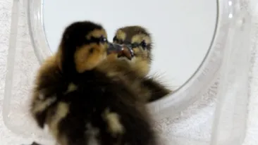 O ratusca, pacalita sa se uite in oglinda ca sa nu moara de singuratate