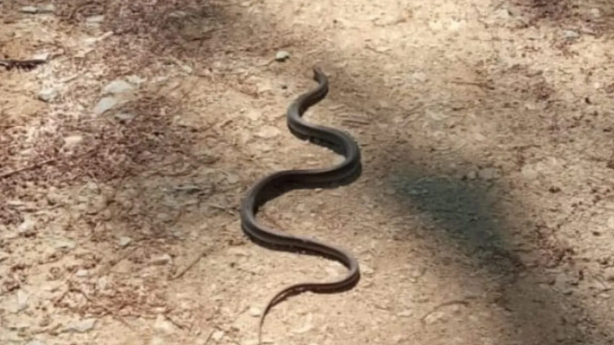 Descoperire șocantă într-o casă din Craiova! Jandarmii au găsit un șarpe de un metru și jumătate