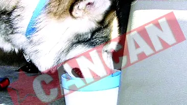 Prima masina pentru caini si stapanii lor