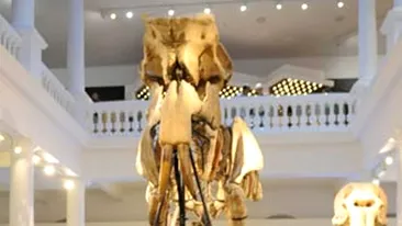 Peste 20 de copii au dormit langa scheletul Deinotherium gigantissimum de la Antipa. Vezi de ce