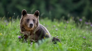 Cruzime de neînțeles în Argeș! Un șofer a vrut sa lovească o ursoaică și puii în timp ce mergea pe Transfăgărășan