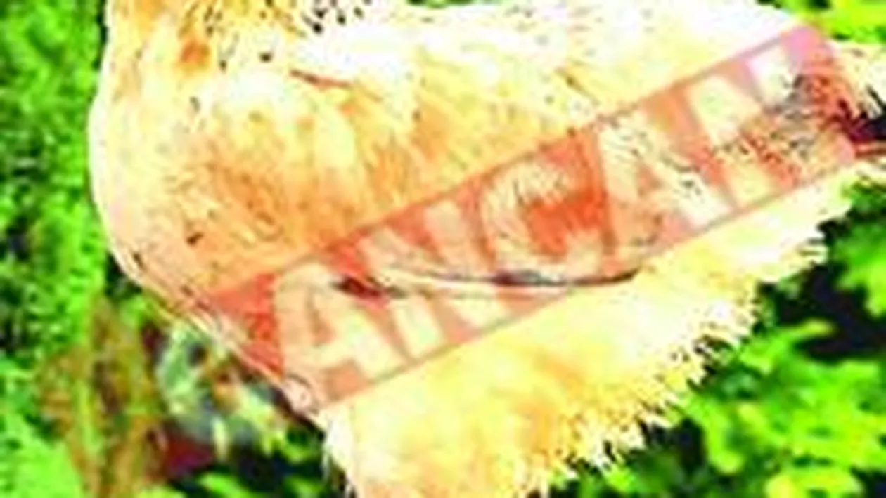 Cea mai scumpa gaina din lume