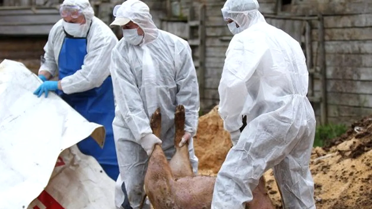Un nou focar de pestă porcină, ANSVSA: Virusul a fost confirmat în localitatea Tunari, județul Ilfov