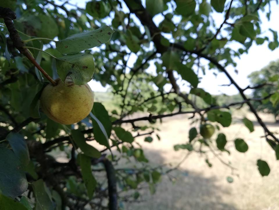 Plantația de pere pădurețe de la Chegea