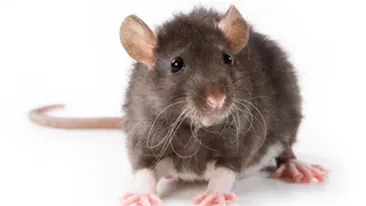 S-a nascut soarecele din doi tati! Urmeaza oamenii!