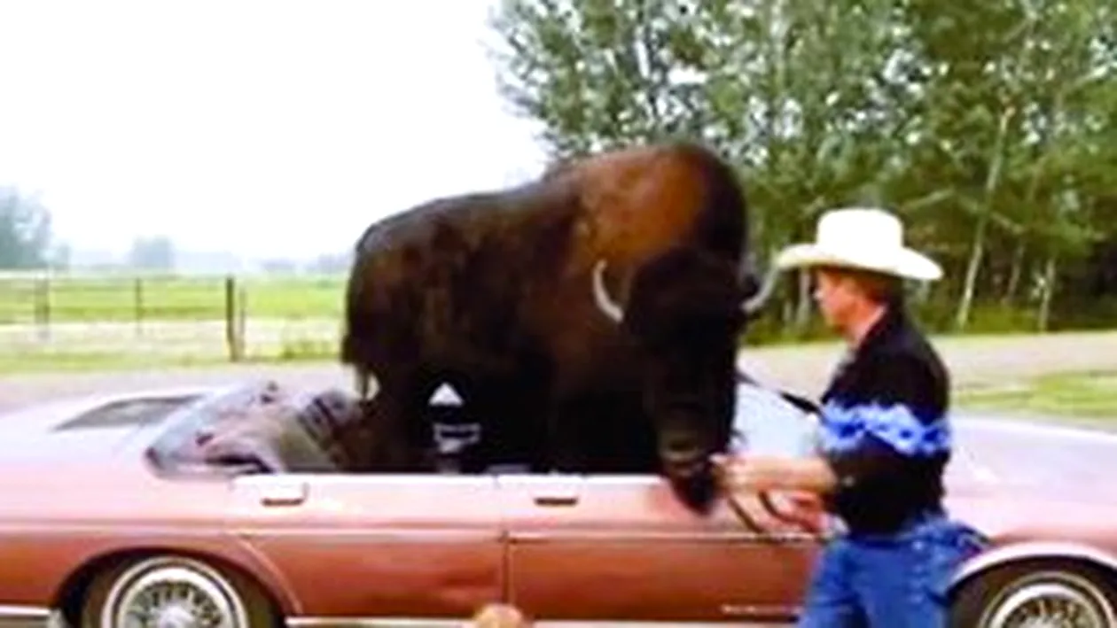 Isi plimba bizonul de 725 de kilograme cu masina