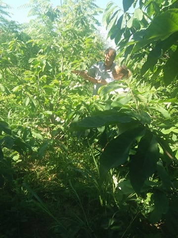 O olteancă și soțul ei neamț cultivă arbori exotici într-o comună vestită pentru legumele tradiționale