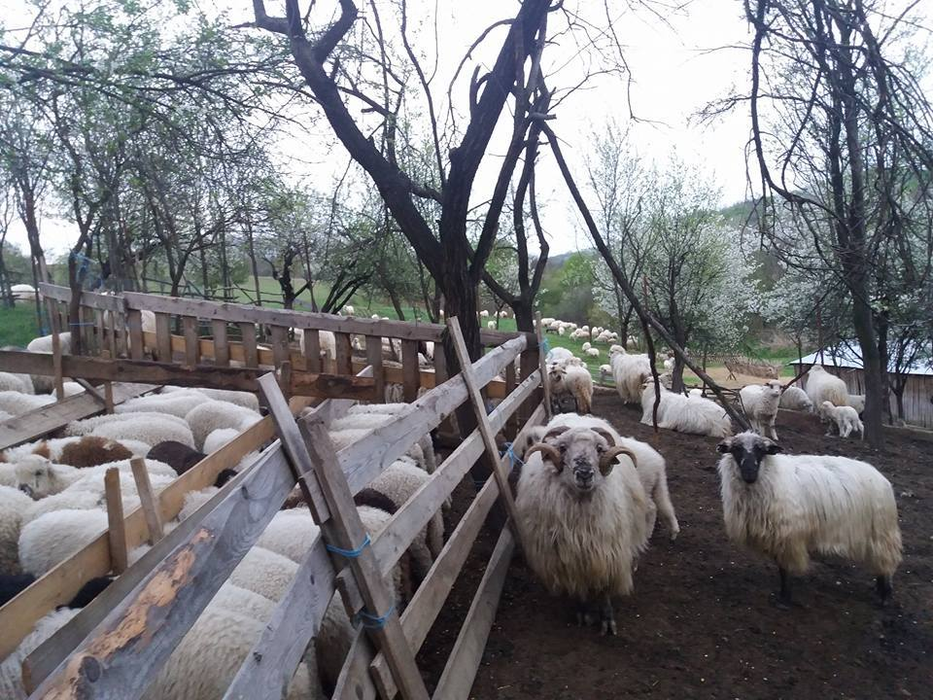 Decizie halucinantă luată de soţul gravidei care s-a sinucis! A facut anuntul pe Facebook: „Urgent!”