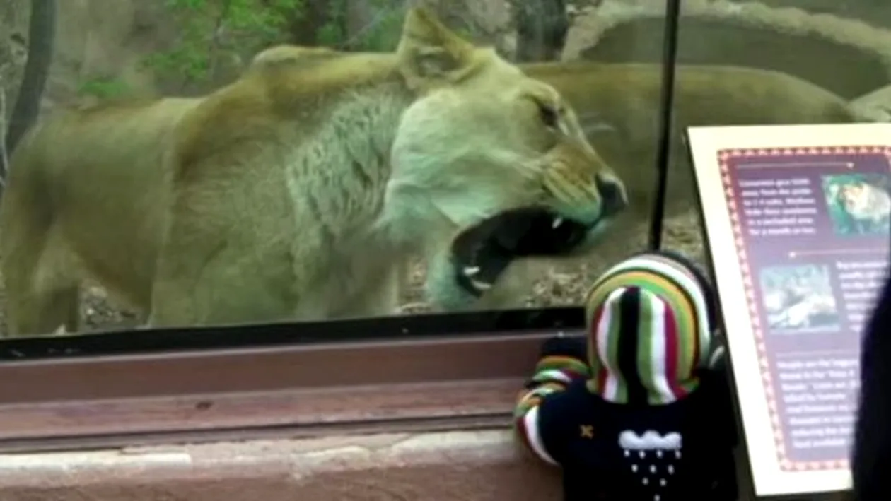 O leoaică a încercat să mănânce un copil sub privirile amuzate ale părinţilor săi!