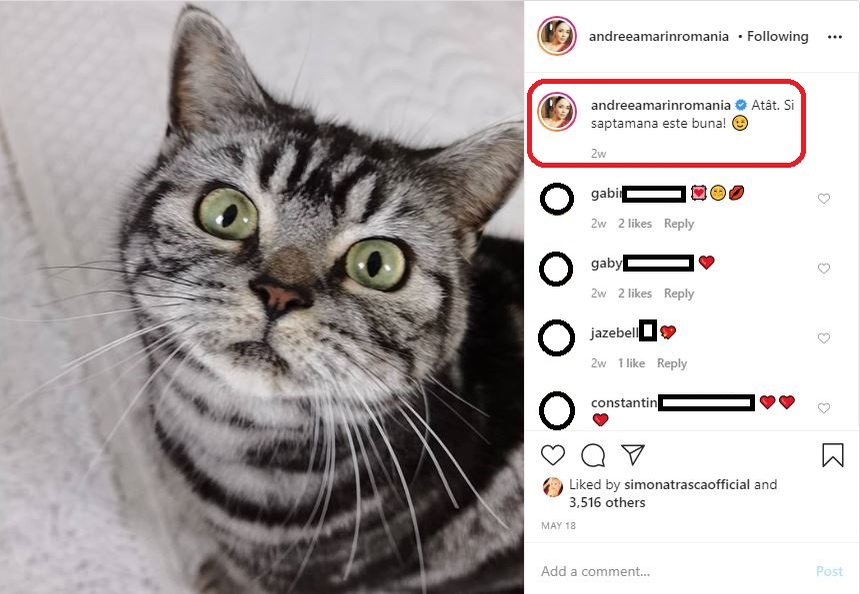 Ce vârstă are pisica ta în ani omenești. Calculul e foarte simplu! Vezi ce vedete preferă micuțele feline și cine a ales să își ia câine