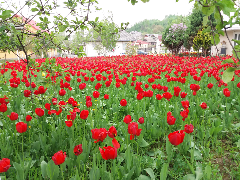 "Plantația" datează de 30 de ani