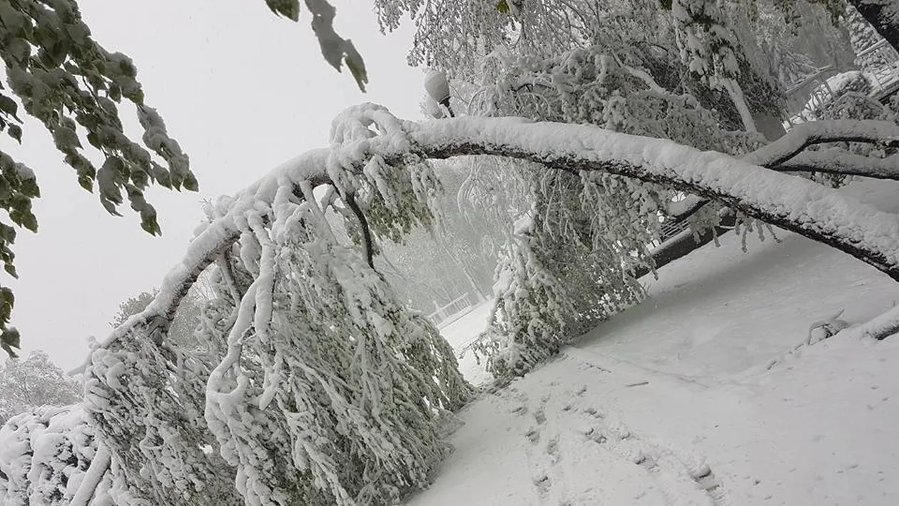 Intervenție a jandarmilor pe DN 18, în Pasul Prislop, blocat de copaci doborâți sub greutatea zăpezii