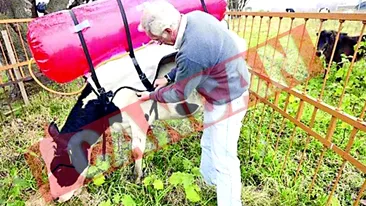 Vaci dotate cu saci pentru parturi