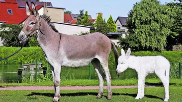 Magarusul alb-ca-zapada