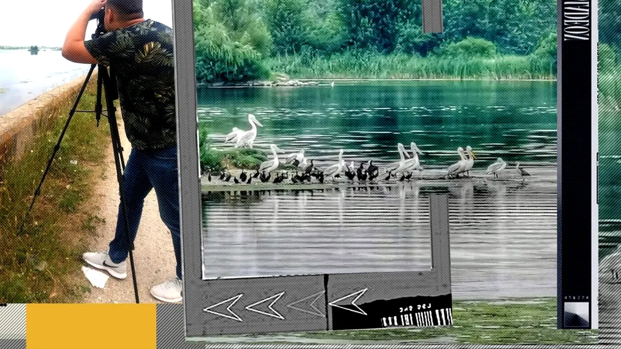 „Invazie″ de păsări rare în Delta Olteniei. Sătenii se plâng că le mănâncă cireșele