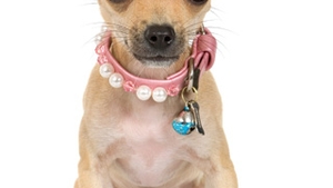 Un chihuahua a fost atacat de o bufnita la o plimbare cu stapanul prin parc!